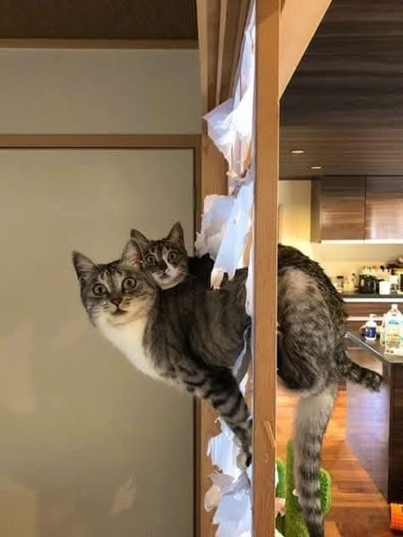 Living in a Japanese traditional house with two cats means you have to fix your door quite often