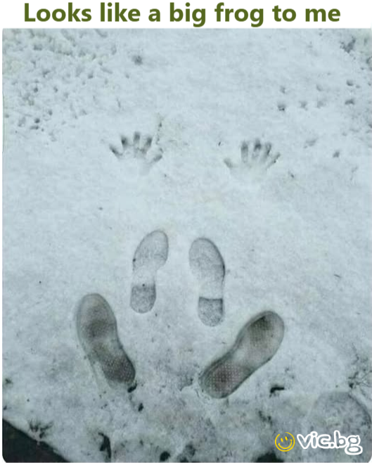 Looks like a big frog to me