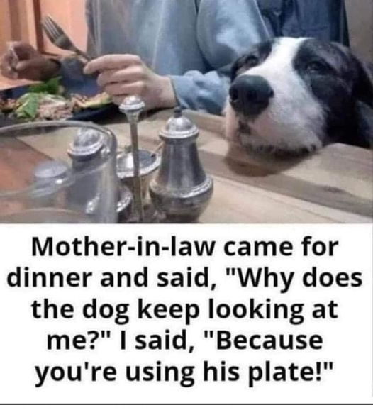Mother-in-law came for dinner and said,  "Why does the dog keep looking at me?"  I said,  "Because	you're using his plate!"