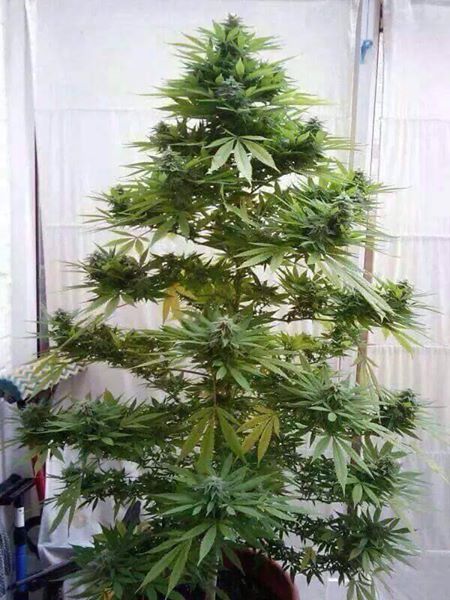 my Christmas Tree 