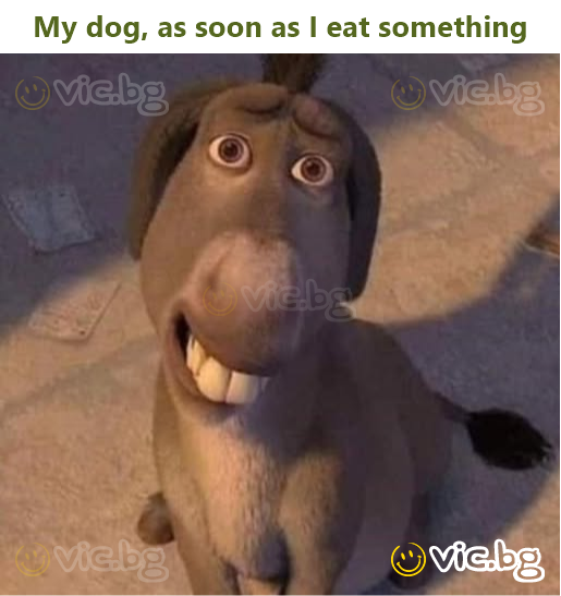 My dog, as soon as I eat something