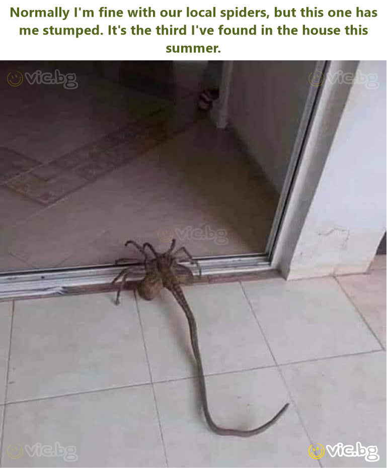 Normally I'm fine with our local spiders, but this one has me stumped. It's the third I've found in the house this summer.