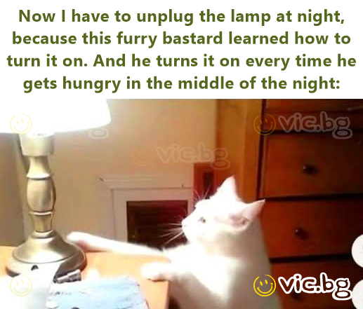 Now I have to unplug the lamp at night, because this furry bastard learned how to turn it on. And he turns it on every time he gets hungry in the middle of the night: