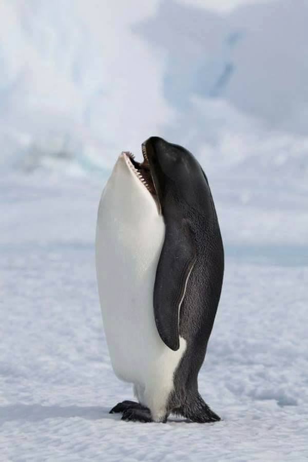 orca-pinguin