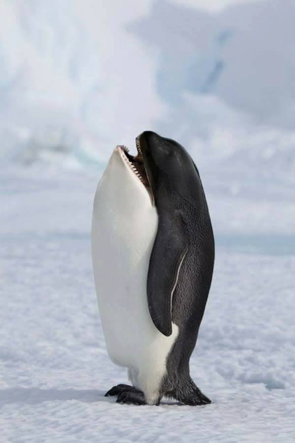 orca-pinguin 