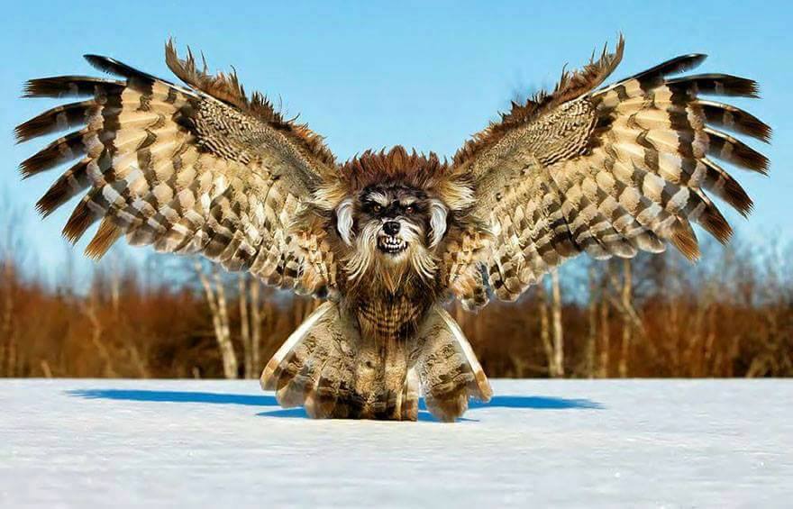 owl-dog