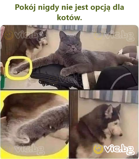 Peace is never an option for cats.
