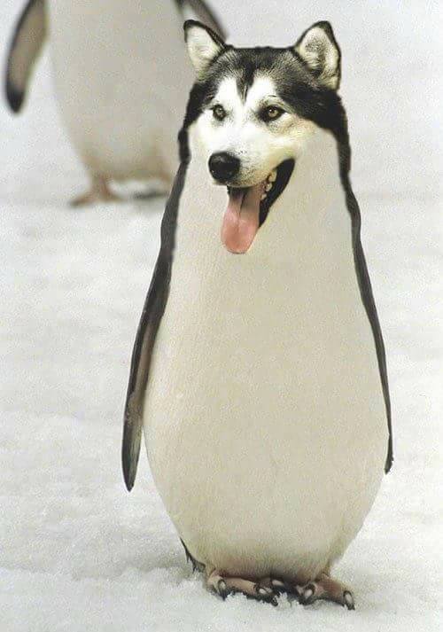 pinguin-husky
