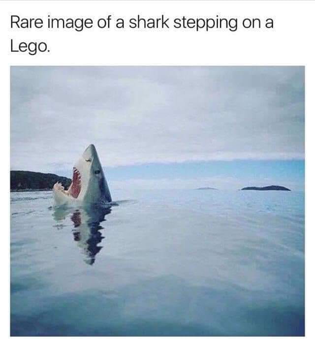 Rare image of а shark stepping оп а Lego.