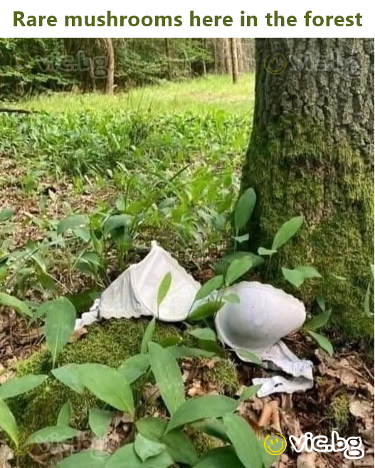 Rare mushrooms here in the forest