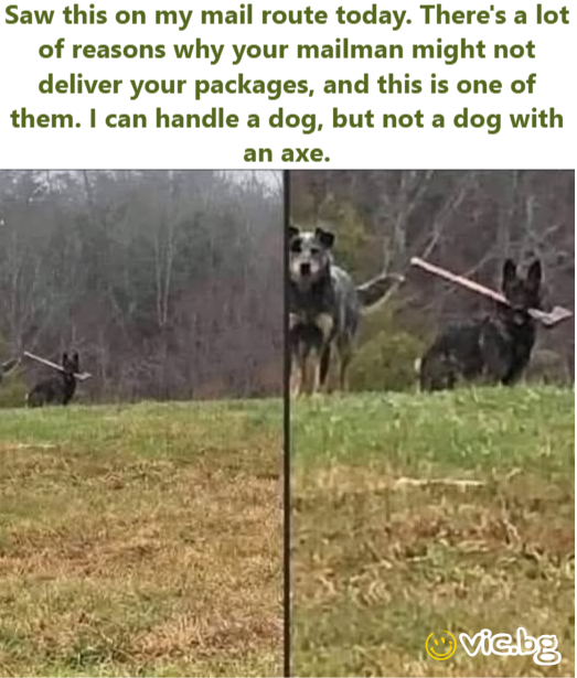 Saw this on my mail route today. There's a lot of reasons why your mailman might not deliver your packages, and this is one of them.  I can handle a dog, but not a dog with an axe 