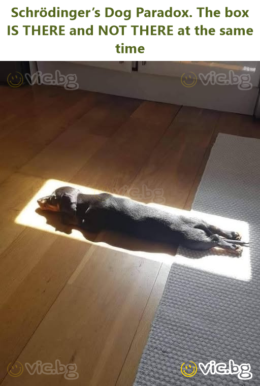 Schrödinger’s Dog Paradox. The box IS THERE and NOT THERE at the same time