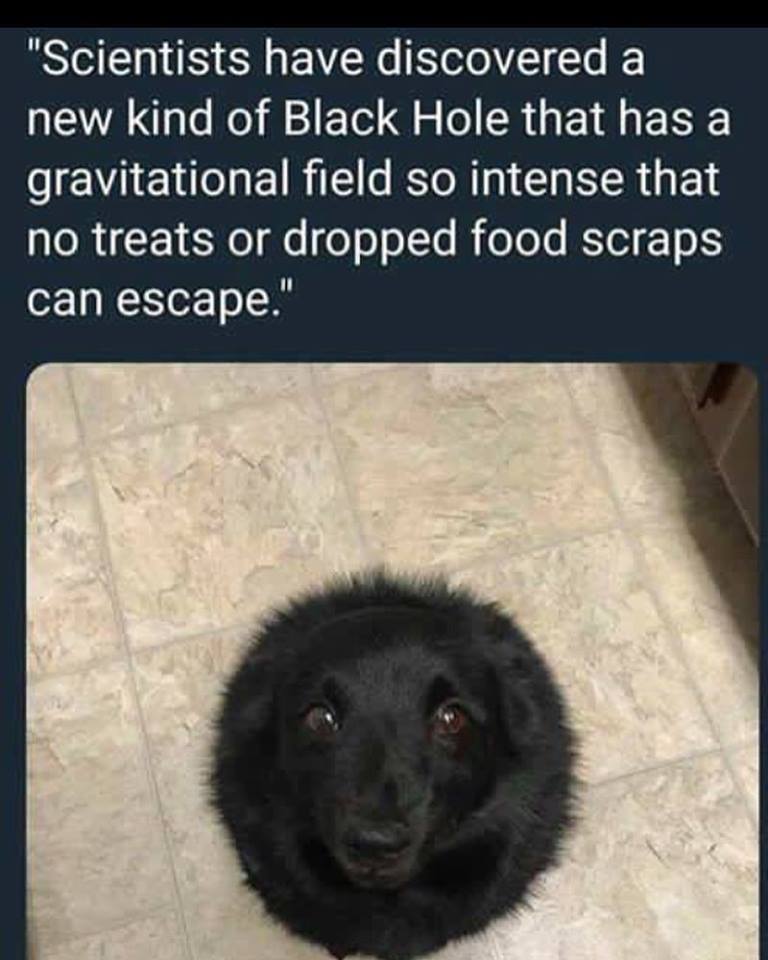 Scientiest have discovered a new kind of Black hole that has a gravitational field so intense that no treats or dropped food scraps ca escape 