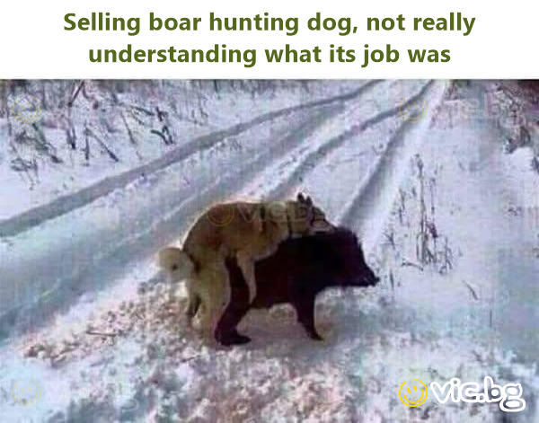 Selling boar hunting dog, not really understanding what its job was