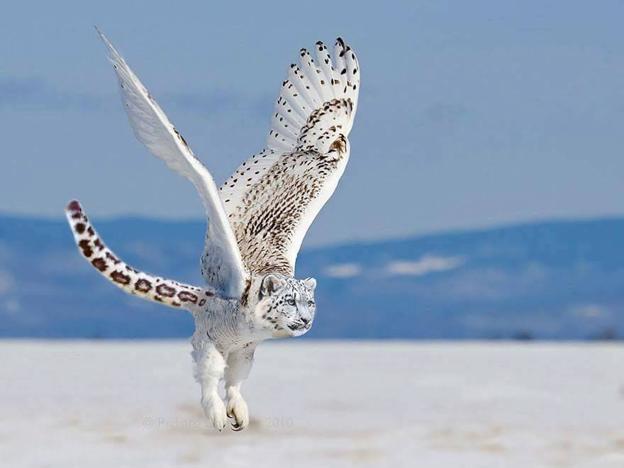 snow-owl