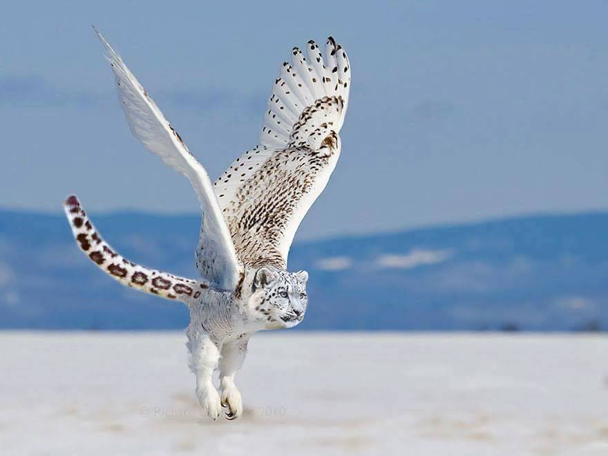 snow-owl 