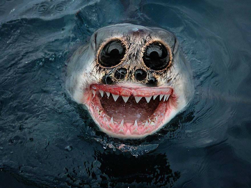 spider-shark
