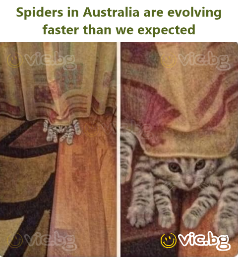 Spiders in Australia are evolving faster than we expected