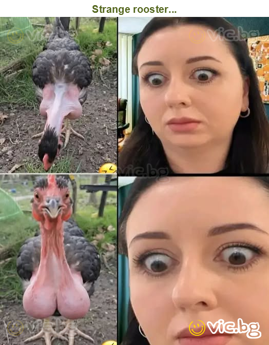 Strange rooster...