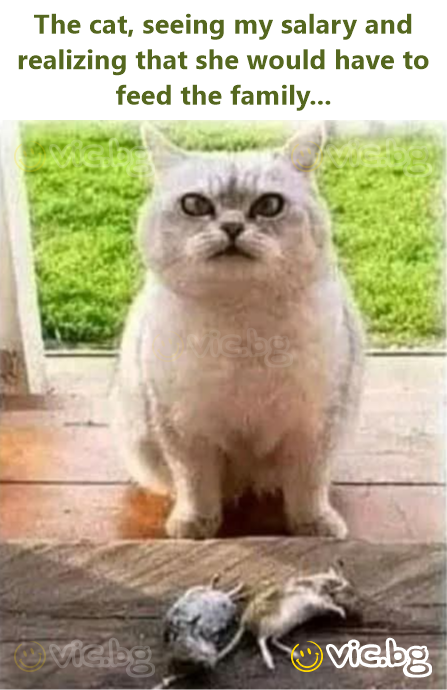 The cat, seeing my salary and realizing that she would have to feed the family...