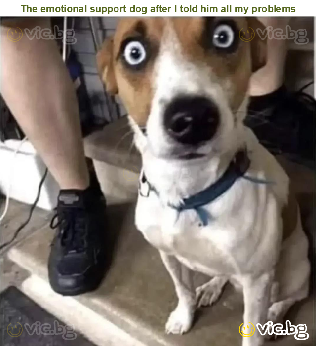 The emotional support dog after I told him all my problems