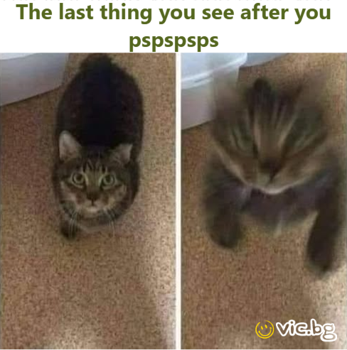 The last thing you see after you pspspsps