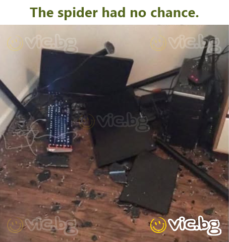 The spider had no chance.