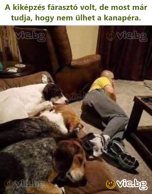 The training process was tedious, but now he knows he is not allowed on the couch.