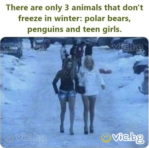 There are only 3 animals that don't freeze in winter: polar bears, penguins and teen girls.
