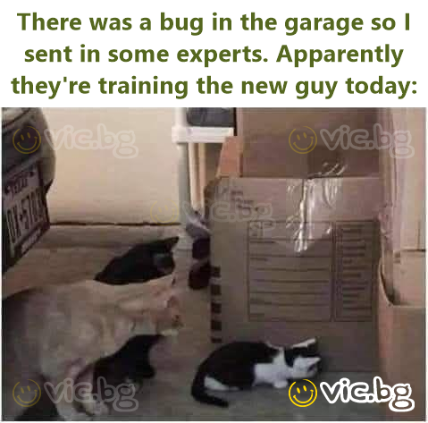 There was a bug in the garage so I sent in some experts. Apparently they're training the new guy today:
