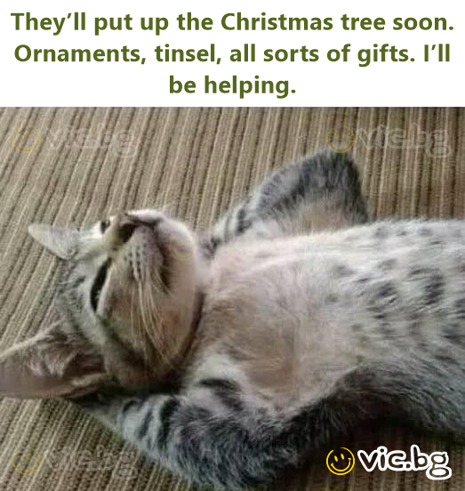 They’ll put up the Christmas tree soon. Ornaments, tinsel, all sorts of gifts. I’ll be helping.