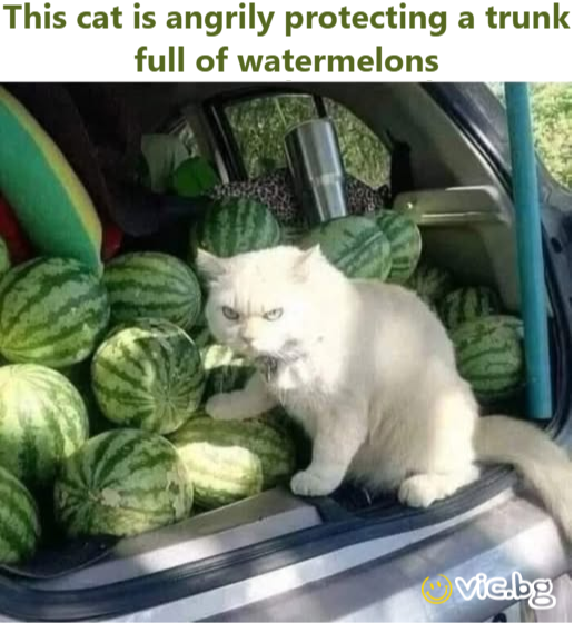 This cat is angrily protecting a trunk full of watermelons