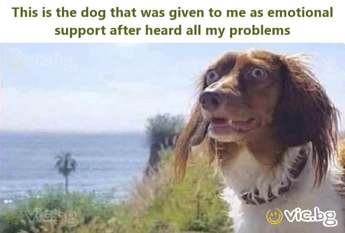 This is the dog that was given to me as emotional support after heard all my problems
