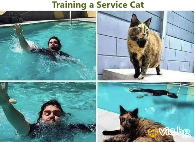 Training a Service Cat