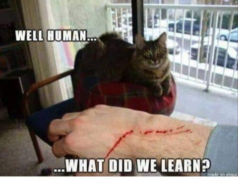 Well human. What did we learn?