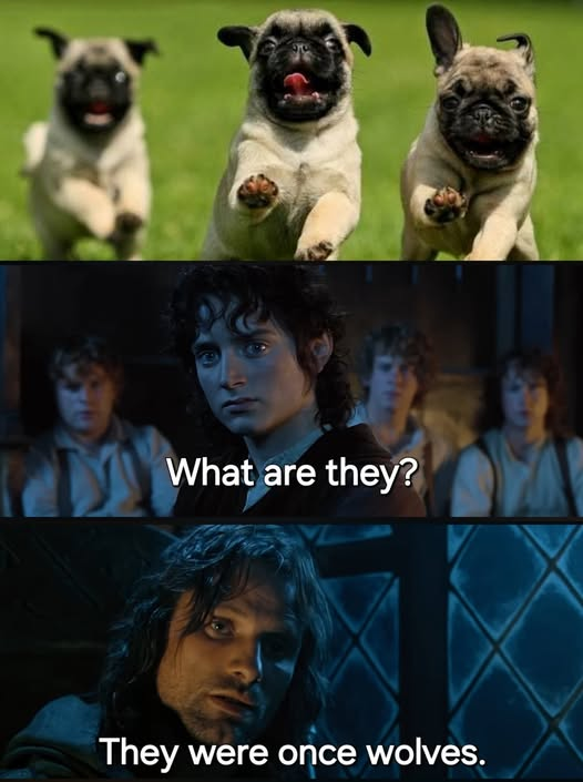 What are they? They were once wolves.