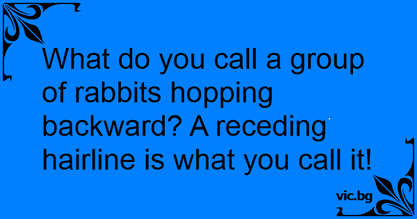 what-do-you-call-a-group-of-rabbits-hopping-backward-a-receding