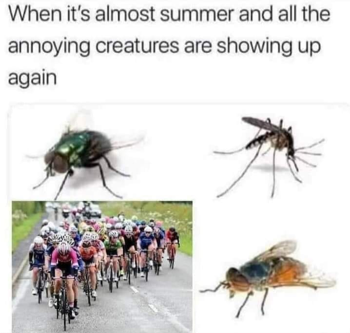 When it's almost summer and all the annoying creatures are showing up again
