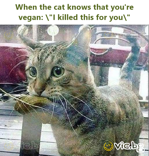 When the cat knows that you're vegan: \"I killed this for you\"