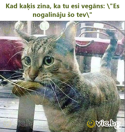 When the cat knows that you're vegan: \