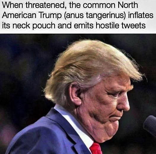 When threatened, the common North American Trump (anus tangerinus) inflates its neck pouch and emits hostile tweets