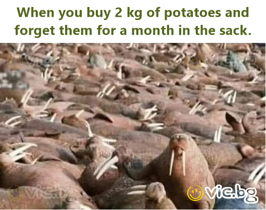 When you buy 2 kg of potatoes and forget them for a month in the sack.