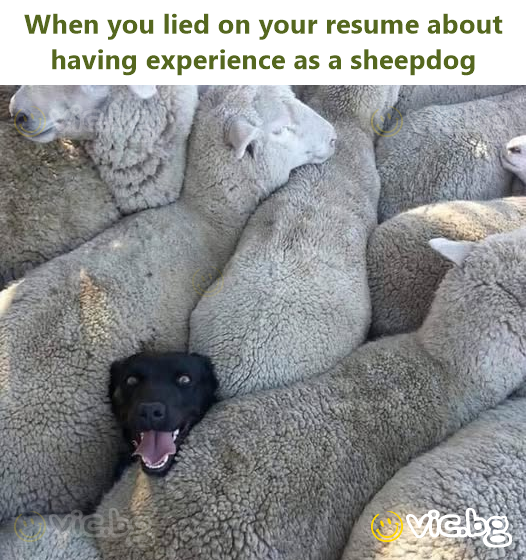 When you lied on your resume about having experience as a sheepdog