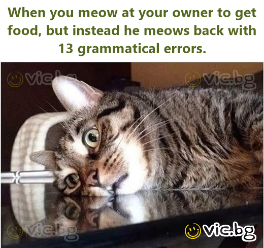When you meow at your owner to get food, but instead he meows back with 13 grammatical errors.