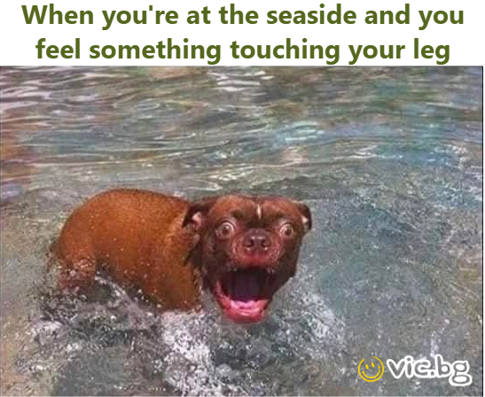 When you're at the seaside and you feel something touching your leg