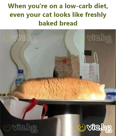 When you're on a low-carb diet, even your cat looks like freshly baked bread
