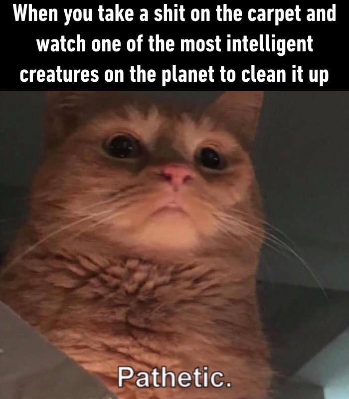 When you take shit on the carpet and watch one of the most intelligent creatures on the planet to clean it up pathetic