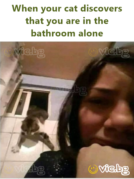 When your cat discovers that you are in the bathroom alone