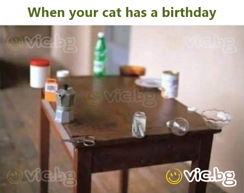 When your cat has a birthday