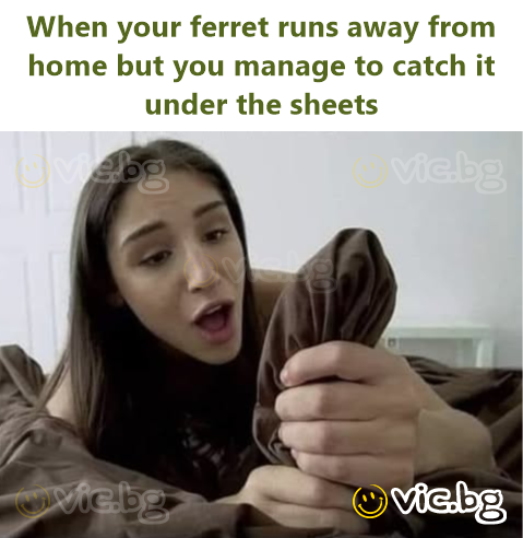 When your ferret runs away from home but you manage to catch it under the sheets